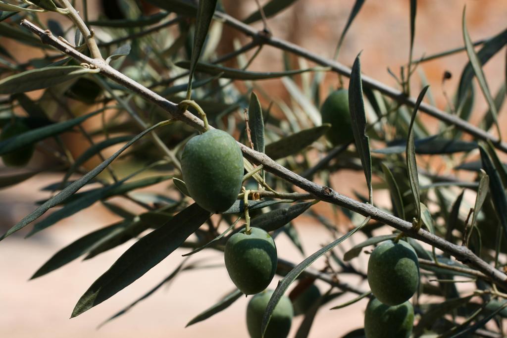 Apartmán Athina Ecofarm Epidaurus Exteriér fotografie
